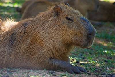 Construyendo una Base de Datos Vectorial desde Cero - CapybaraDB