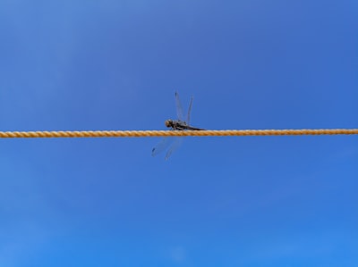 Seguridad INE Lanza 