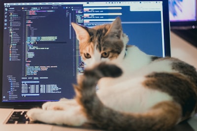 Cuándo elegir servicios de programación externa en lugar de otras soluciones?