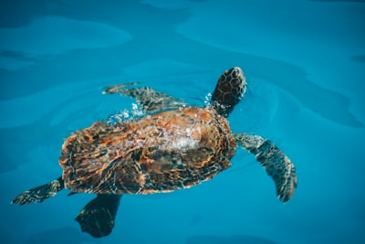 TurtleAI: Evaluación de modelos multimodales en Turtle Graphics