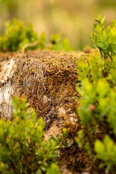 El papel de la integración de API en la construcción de ecosistemas OTT