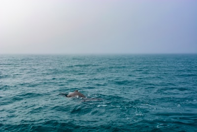 Un auge de crías de ballena franca del Atlántico Norte está en marcha, pero la especie sigue en peligro