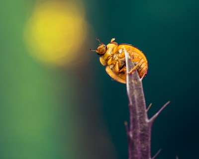 Temas clave a aprender para el desarrollo de APIs