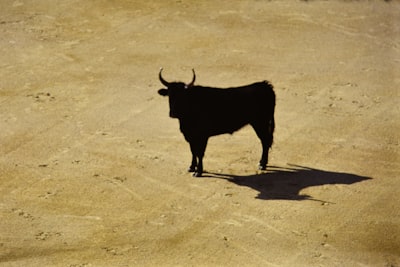 Pepeto conduce la corrida de toros de 2025 con contratos auditorizados y interés de ballenas