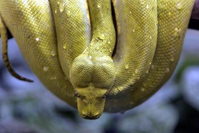 La Vida Secreta de Python: Secretos de los Generadores - Funciones que Recuerdan
