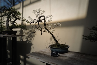  Un tutorial de codificación para ejecutar PrismML Bonsai 1-Bit LLM en CUDA con GGUF, pruebas de rendimiento, chat, JSON y RAG