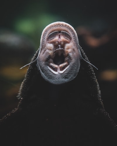  Atención escasa nativa y descargable