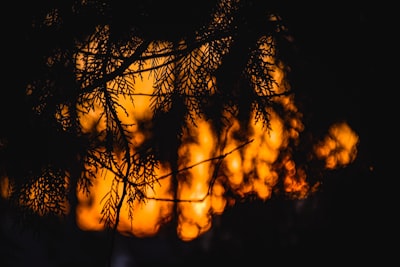 La SBA extiende la distribución de préstamos por desastre para los sobrevivientes del incendio forestal de L.A.