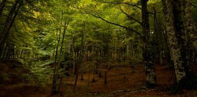 Revisa estos artículos sobre Bosques Aleatorios en R: Orígenes, Aplicaciones, Estudios de Caso y Guía Completa de Implementación