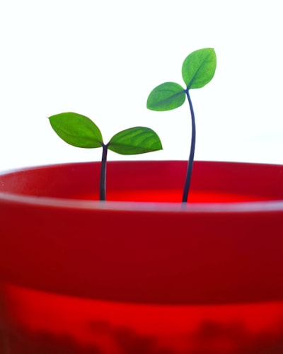  ¿Cómo contribuye el software de gestión de microempresas al crecimiento empresarial?