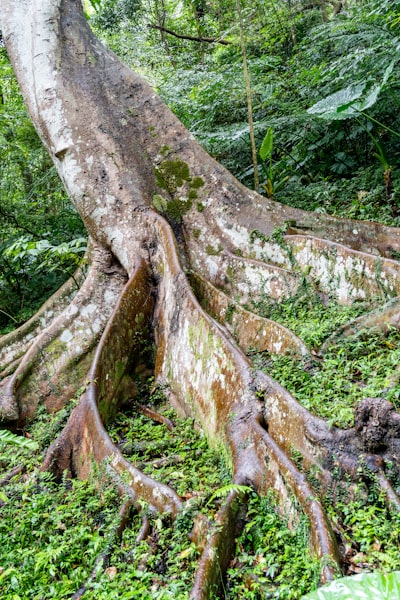 Dentro del ecosistema Mutuum Finance