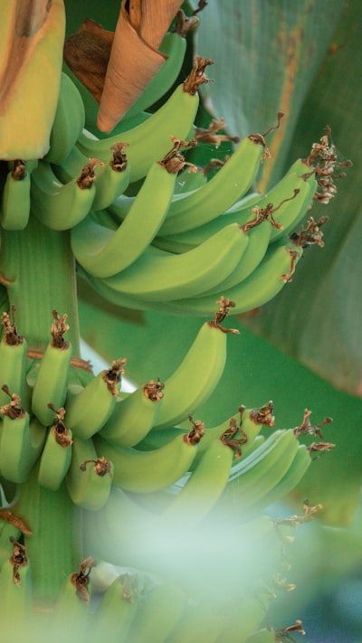 El enfrentamiento completo entre Nano Banana y Seedream 4.0: ¿Qué API de imágenes de IA gana para tu próxima aplicación SaaS?