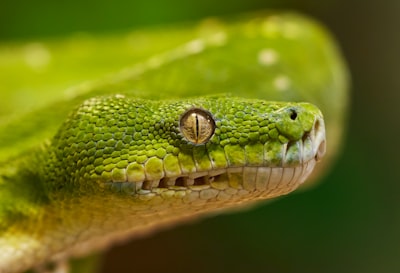 Empezando con Agentic AI: Conceptos, Terminología y un Hola Mundo en Python
