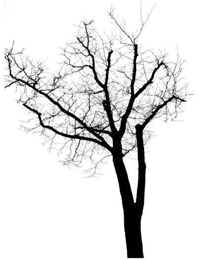 Optimiza tu IA: Presentación de la Búsqueda de Árbol Secuencial Doble