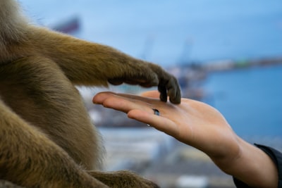 10 Trucos que todo usuario del anillo Oura debería conocer