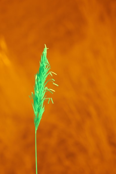 Agronomía de precisión: Aprendizaje profundo por refuerzo para la identificación adaptativa de malezas y pulverización dirigida en campos de maíz