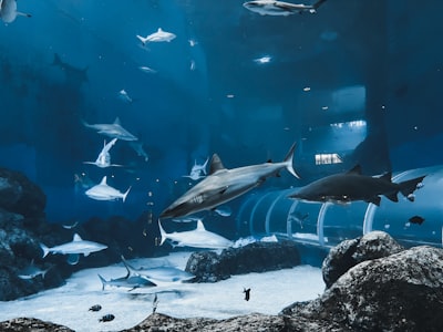 Este es lo que investiría Robert Herjavec en caso de tener solo un millón de dólares, si fuera juzgado por Shark Tank.