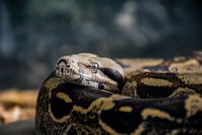 Cómo construir una herramienta de línea de comandos (CLI) potenciada por LLM en Python