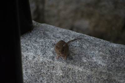 Interfaz de usuario silenciosa llegó y se fue, silenciosa como un ratón