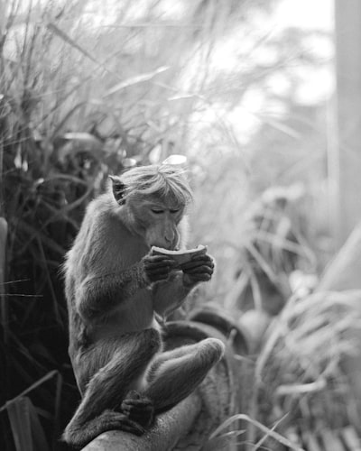  MonkeysCMS + MonkeysAI: ¿Construyendo el Primer CMS Abierto Nativo de IA?