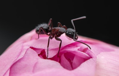 Modelo de inteligencia artificial de parámetros trillones de Ant Group que se enfoca en metas de razonamiento con estrategia de lanzamiento doble