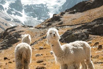 Cómo construir una solución RAG con Índice Llama, ChromaDB y Ollama