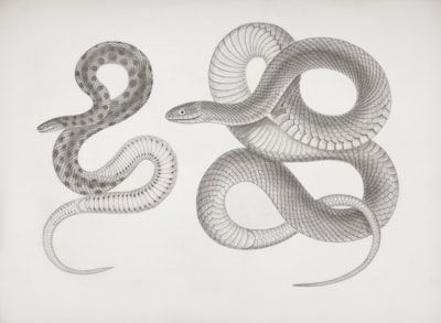 Comprendiendo ReLU a través de ejemplos visuales en Python