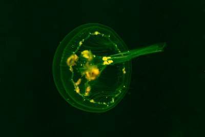 Reconstrucción del Campo Morfogénico en el Desarrollo Temprano del Embrión Humano Guiada por Transcriptómica Espacial a Nivel Celular