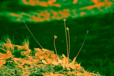 Por qué desarrollo de erp remoto es la solución que tu empresa necesita para crecer