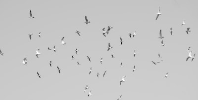 Observabilidad contra Monitorización para Micro-Frontend de Flutter: Rastreo Distribuido con OpenTelemetry