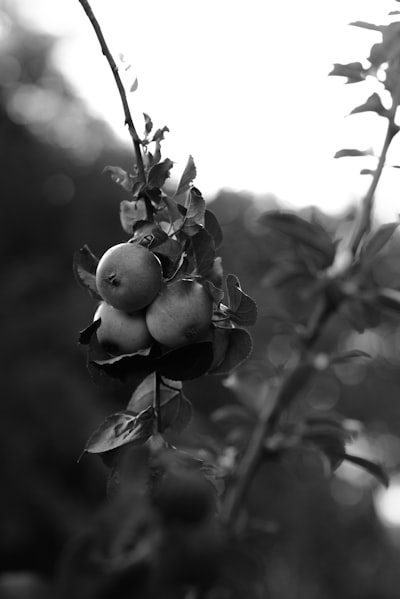 El gran problema de Apple con la IA: ¿Por qué están tan rezagados?