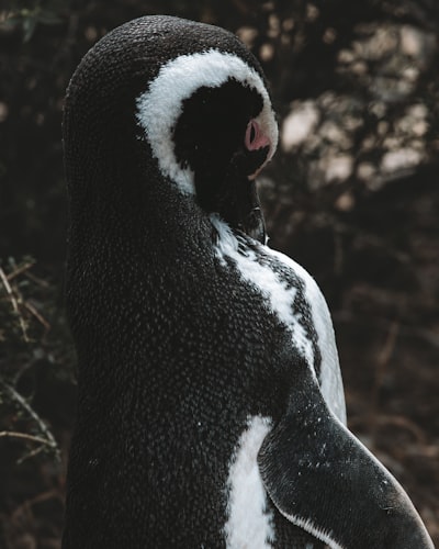 ¿Qué nos enseña el pingüino nihilista de Werner Herzog?