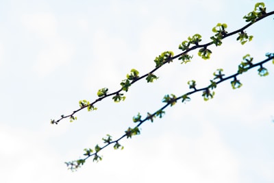 Integración de Stablecoin: Un importante catalizador para el crecimiento