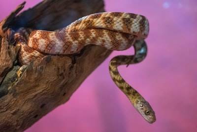 3 Errores más costosos al usar IA que afectan la productividad en Python (Soluciones)