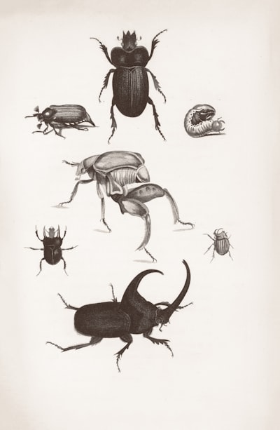 Historia del Bug: Unos cuantos relatos aleatorios en la IT