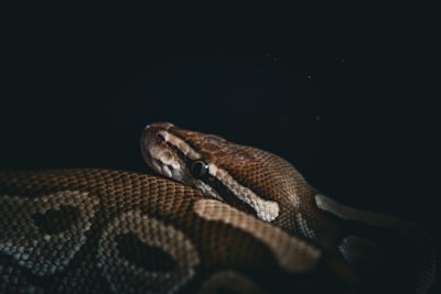 Uv es lo mejor que le ha pasado al ecosistema de Python en una década