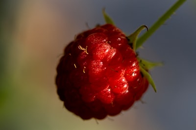 5 proyectos de Raspberry Pi que haría totalmente si tuviera tiempo