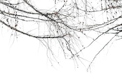 Datos sintéticos y redes neuronales artificiales para el reconocimiento de texto de escenas naturales