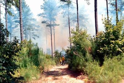 Detección de incendios, humo e incendios forestales impulsada por IA