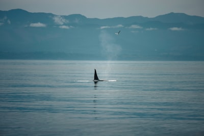 Orca: Navegación a gran escala a través de la orquestación impulsada por el usuario y facilitada por la IA en páginas web maleables